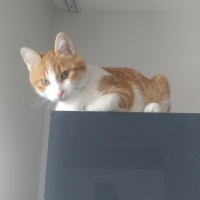 Sarman, Kedi  Perseus fotoğrafı