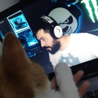 Sarman, Kedi  Perseus fotoğrafı