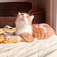 Sarman, Kedi  Perseus fotoğrafı