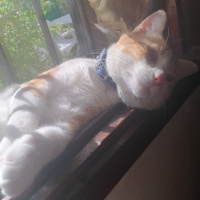 Sarman, Kedi  Perseus fotoğrafı