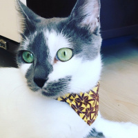 Tekir Kedi, Kedi  Oreo fotoğrafı