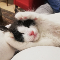 Tekir Kedi, Kedi  Oreo fotoğrafı