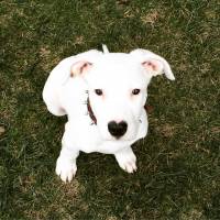 Dogo Arjantin, Köpek  Parla fotoğrafı
