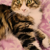 Tekir Kedi, Kedi  Ares fotoğrafı
