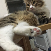 Tekir Kedi, Kedi  Ares fotoğrafı