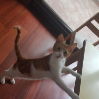 Brazilian Shorthair, Kedi  Tarçın fotoğrafı
