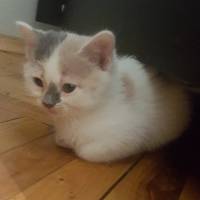 Tekir Kedi, Kedi  Popi fotoğrafı