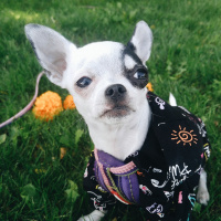 Chihuahua, Köpek  Asya fotoğrafı