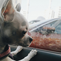 Chihuahua, Köpek  Asya fotoğrafı