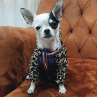 Chihuahua, Köpek  Asya fotoğrafı