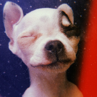 Chihuahua, Köpek  Asya fotoğrafı