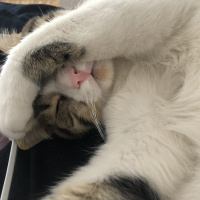 Tekir Kedi, Kedi  Mecnun fotoğrafı