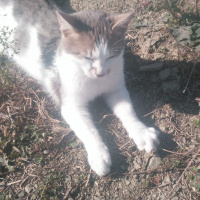 Tekir Kedi, Kedi  Kımsesiz canlar fotoğrafı