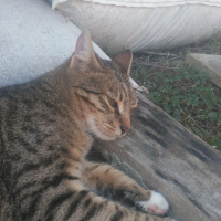 Tekir Kedi, Kedi  Kımsesiz canlar fotoğrafı