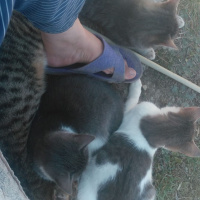 Tekir Kedi, Kedi  Kımsesiz canlar fotoğrafı