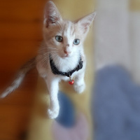 Tekir Kedi, Kedi  Karamel fotoğrafı