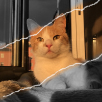 Tekir Kedi, Kedi  Karamel fotoğrafı