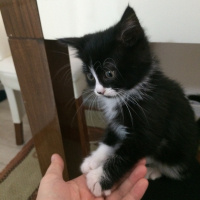 Tuxedo (Smokin) Kedi, Kedi  Reşê fotoğrafı
