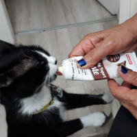Tuxedo (Smokin) Kedi, Kedi  Reşê fotoğrafı