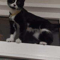 Tuxedo (Smokin) Kedi, Kedi  Reşê fotoğrafı