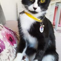 Tuxedo (Smokin) Kedi, Kedi  Reşê fotoğrafı