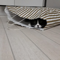 Tuxedo (Smokin) Kedi, Kedi  Reşê fotoğrafı