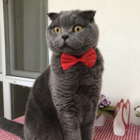 Scottish Fold, Kedi  Yiri fotoğrafı