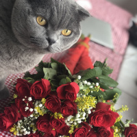 Scottish Fold, Kedi  Yiri fotoğrafı