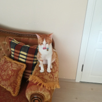 Sarman, Kedi  Mırmır fotoğrafı