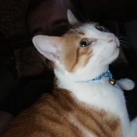 Sarman, Kedi  Mırmır fotoğrafı