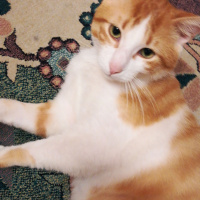 Sarman, Kedi  Mırmır fotoğrafı