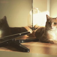 Sarman, Kedi  Mikrop fotoğrafı