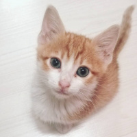 Sarman, Kedi  Güneş fotoğrafı
