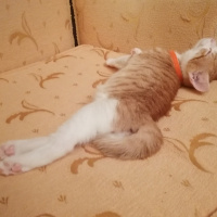 Sarman, Kedi  Güneş fotoğrafı