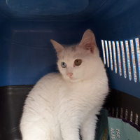 Van Kedisi, Kedi  Van kedisi fotoğrafı
