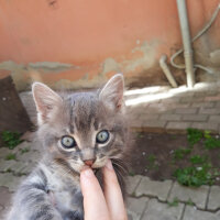 Chinchilla, Kedi  Gilbert fotoğrafı