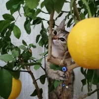 Tekir Kedi, Kedi  Duman fotoğrafı