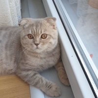 Scottish Fold, Kedi  Mars fotoğrafı