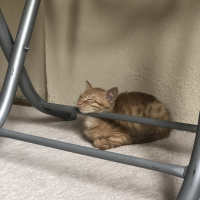 Tekir Kedi, Kedi  Rafık fotoğrafı