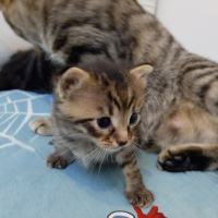 Tekir Kedi, Kedi  Green fotoğrafı
