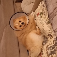 Chihuahua, Köpek  Gipsy fotoğrafı