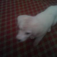 Akbaş, Köpek  dex fotoğrafı