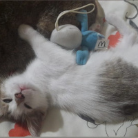 Tekir Kedi, Kedi  miyav fotoğrafı