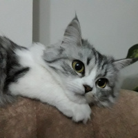 Chinchilla, Kedi  Senyö fotoğrafı