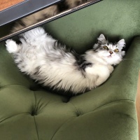 Chinchilla, Kedi  Senyö fotoğrafı