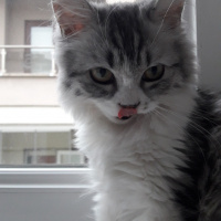 Chinchilla, Kedi  Senyö fotoğrafı