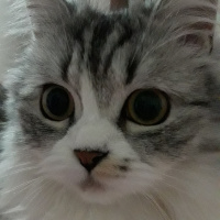Chinchilla, Kedi  Senyö fotoğrafı