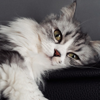 Chinchilla, Kedi  Senyö fotoğrafı