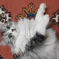 Chinchilla, Kedi  Senyö fotoğrafı