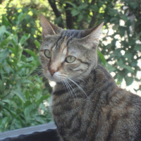 Tekir Kedi, Kedi  Duman fotoğrafı